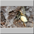 Megachile willughbiella - Blattschneiderbiene w04a 14mm beim Polleneintrag - Sandgrube Niedringhaussee fdet10.jpg